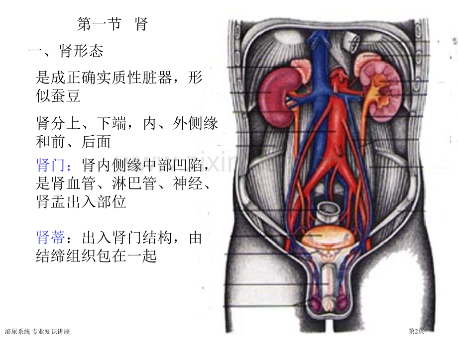 泌尿系统-专业知识讲座.pptx_第2页