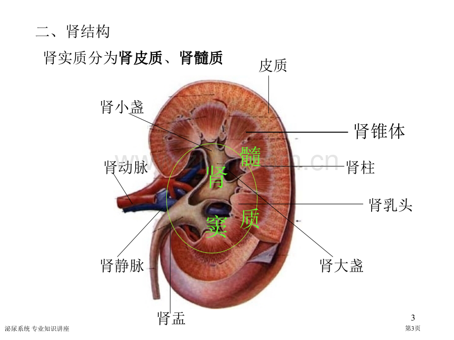 泌尿系统-专业知识讲座.pptx_第3页