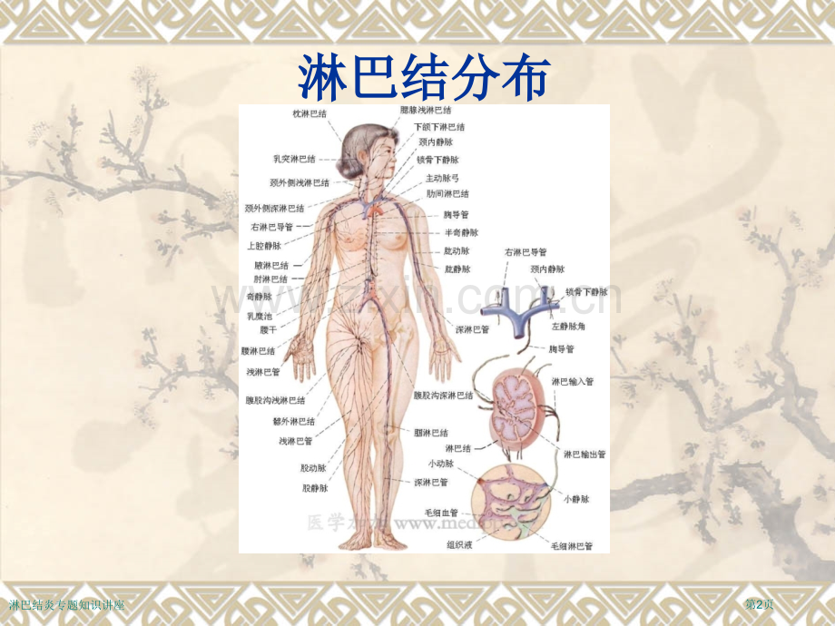 淋巴结炎专题知识讲座.pptx_第2页