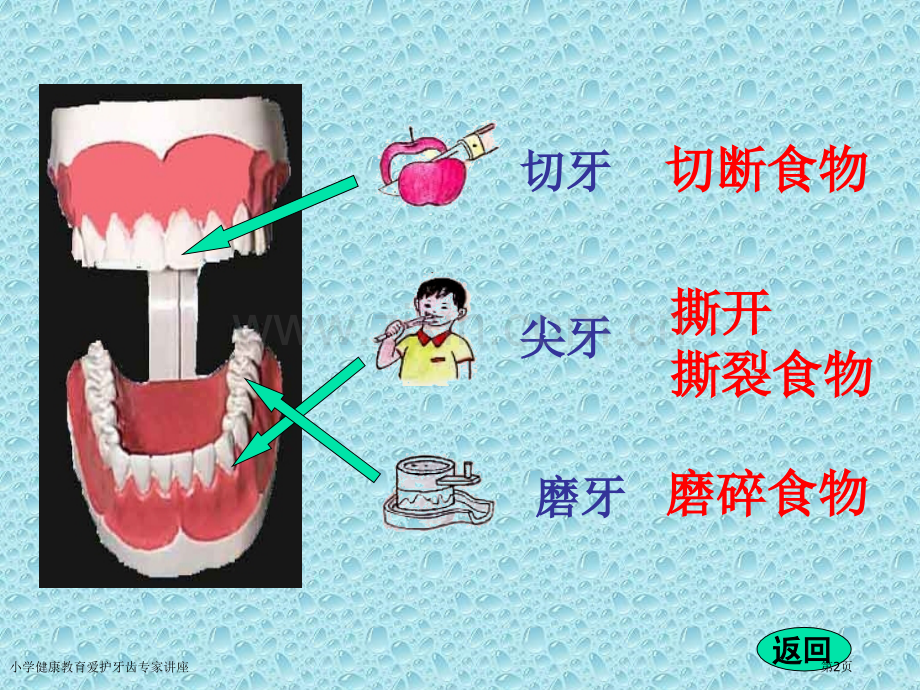 小学健康教育爱护牙齿专家讲座.pptx_第2页