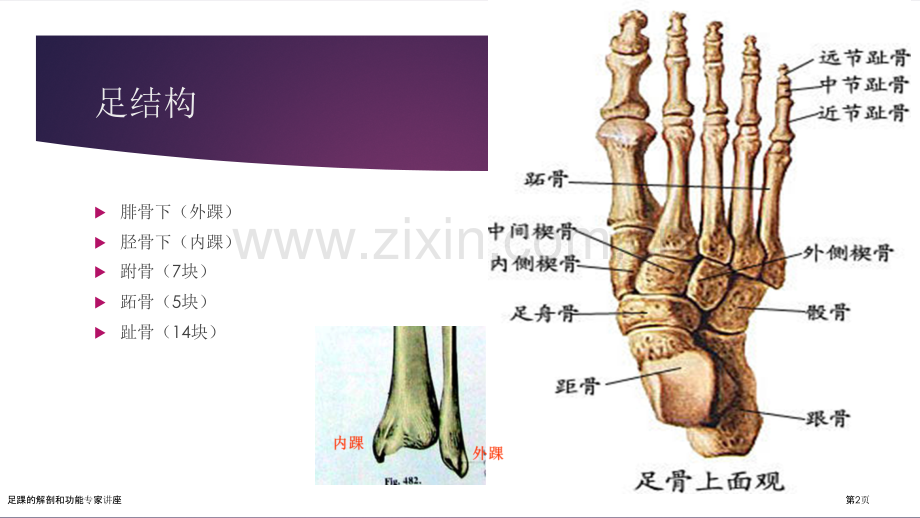 足踝的解剖和功能专家讲座.pptx_第2页