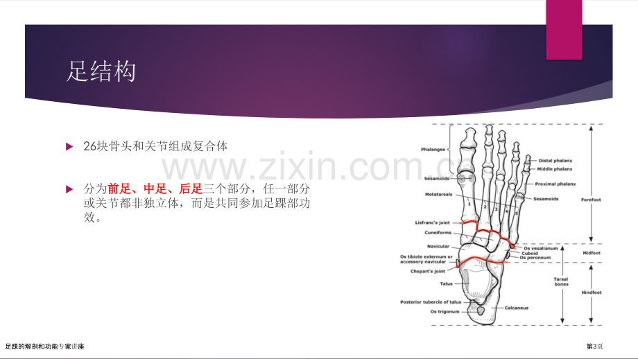 足踝的解剖和功能专家讲座.pptx_第3页