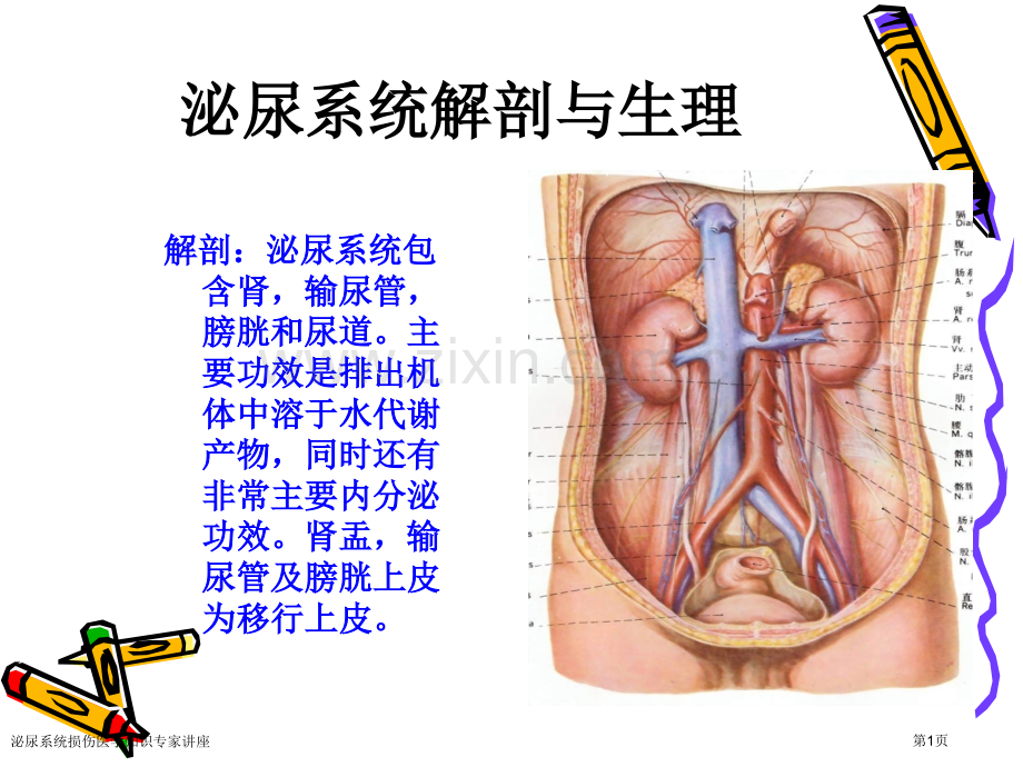 泌尿系统损伤医学知识专家讲座.pptx_第1页