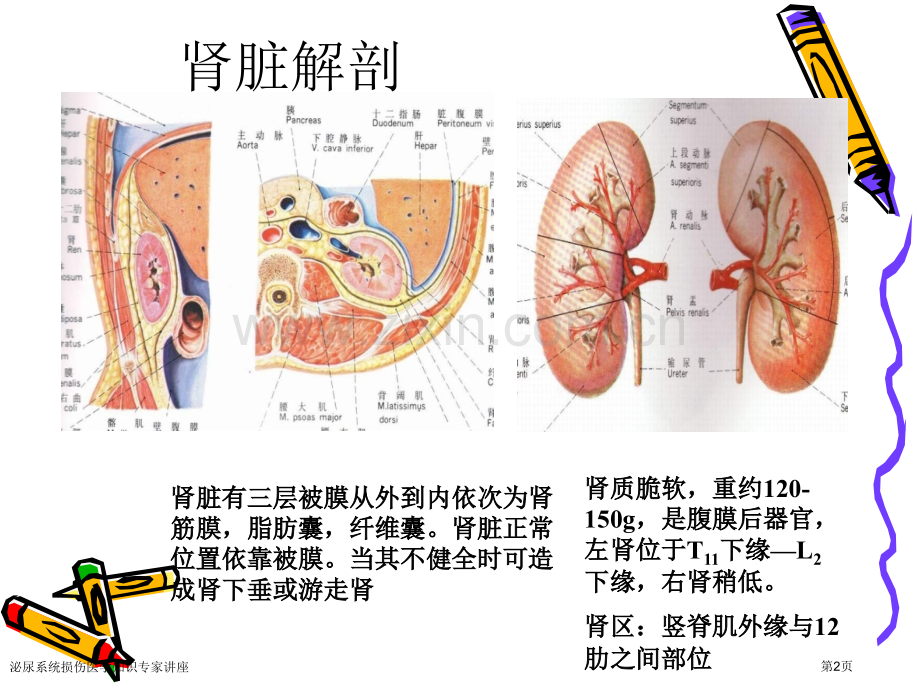 泌尿系统损伤医学知识专家讲座.pptx_第2页