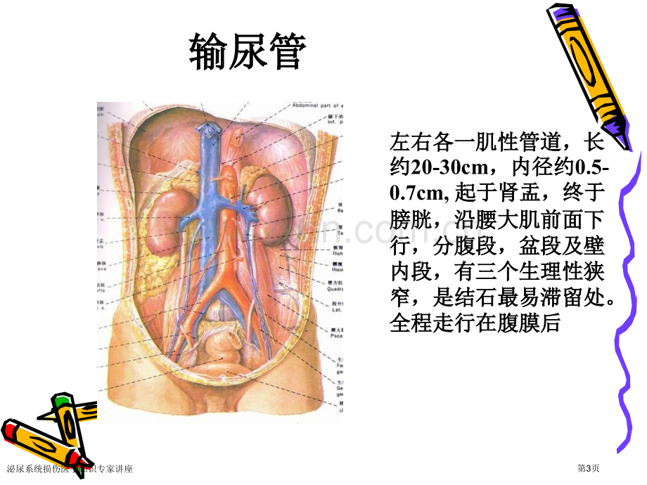 泌尿系统损伤医学知识专家讲座.pptx_第3页