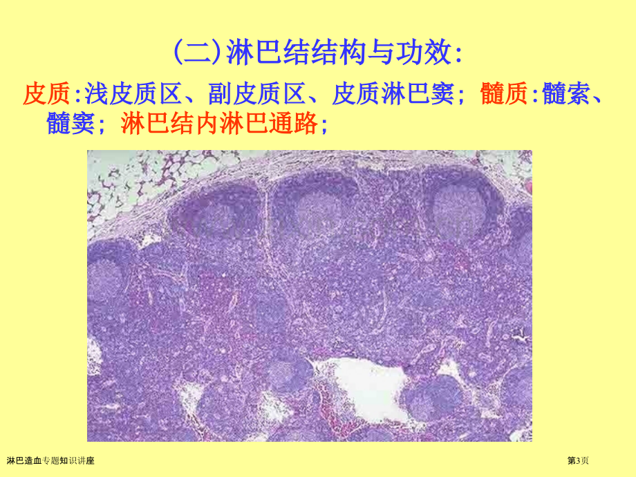 淋巴造血专题知识讲座.pptx_第3页