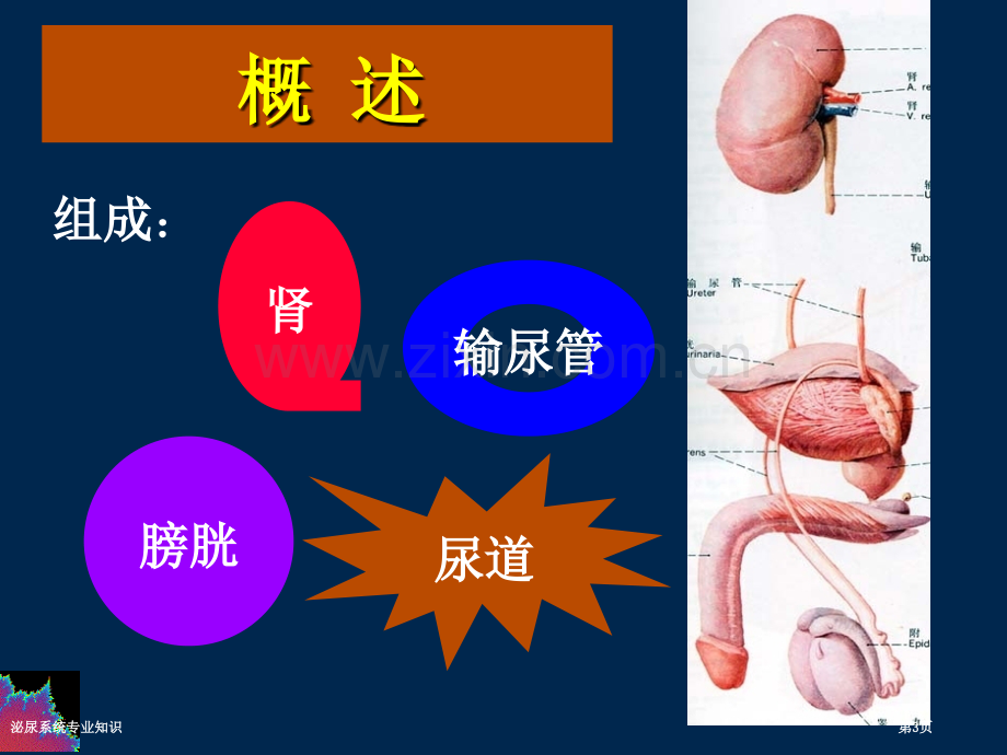 泌尿系统专业知识.pptx_第3页