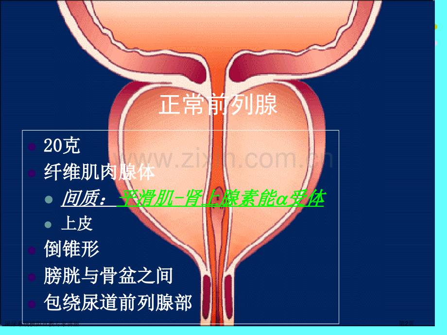 泌尿系统梗阻宣教专家讲座.pptx_第2页