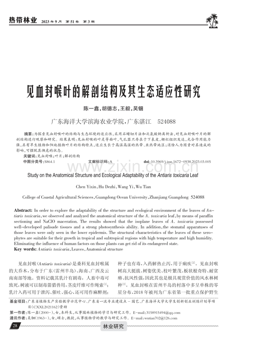 见血封喉叶的解剖结构及其生态适应性研究.pdf_第1页