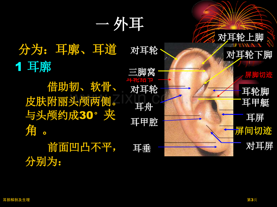 耳部解剖及生理.pptx_第3页