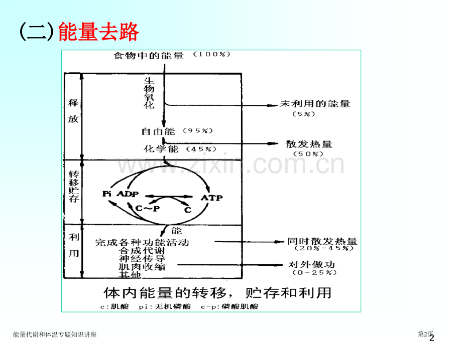 能量代谢和体温专题知识讲座.pptx_第2页