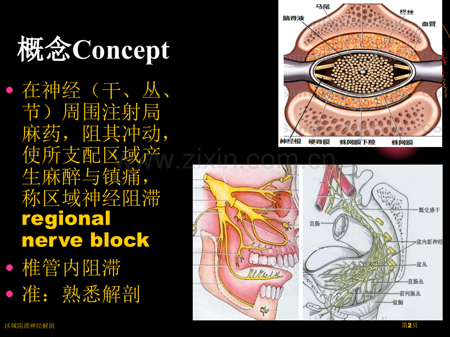 区域阻滞神经解剖.pptx_第2页