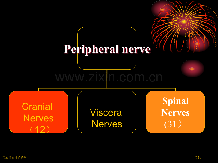区域阻滞神经解剖.pptx_第3页