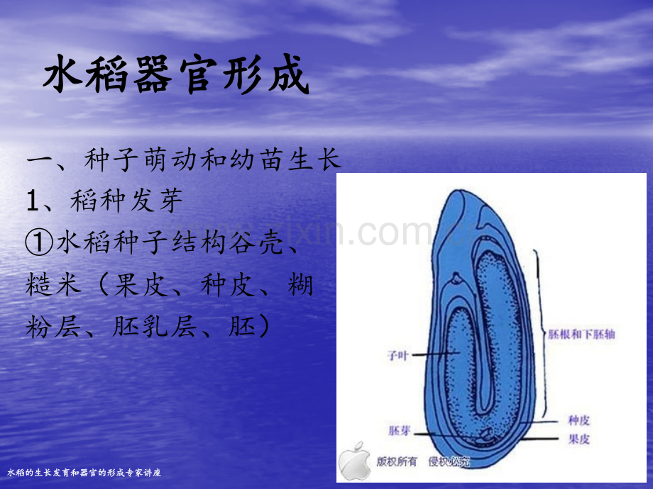 水稻的生长发育和器官的形成专家讲座.pptx_第2页