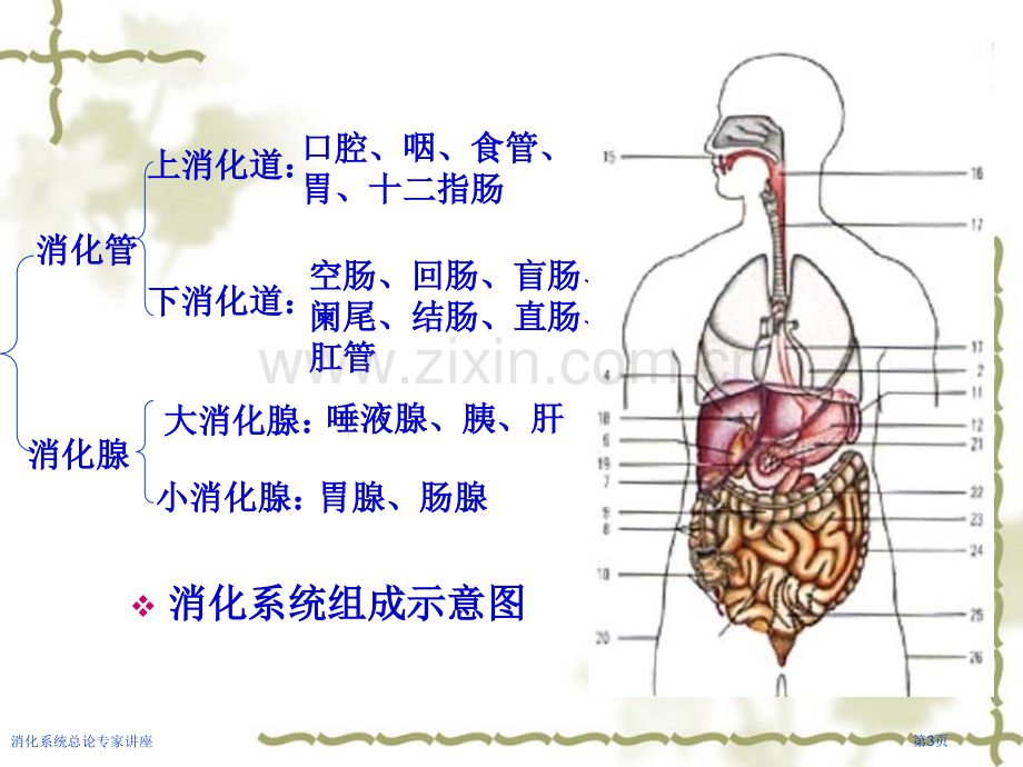 消化系统总论专家讲座.pptx_第3页