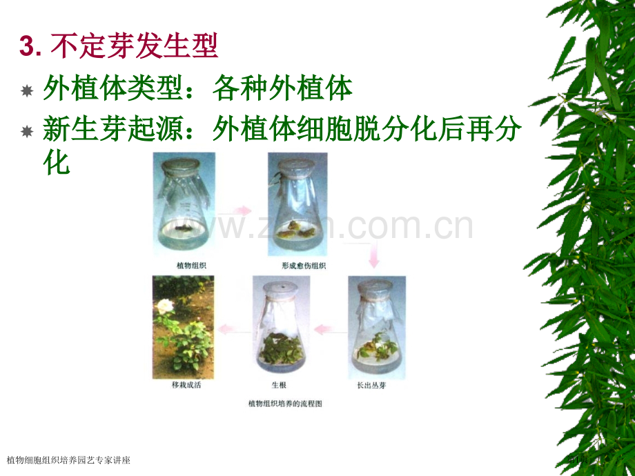 植物细胞组织培养园艺专家讲座.pptx_第1页