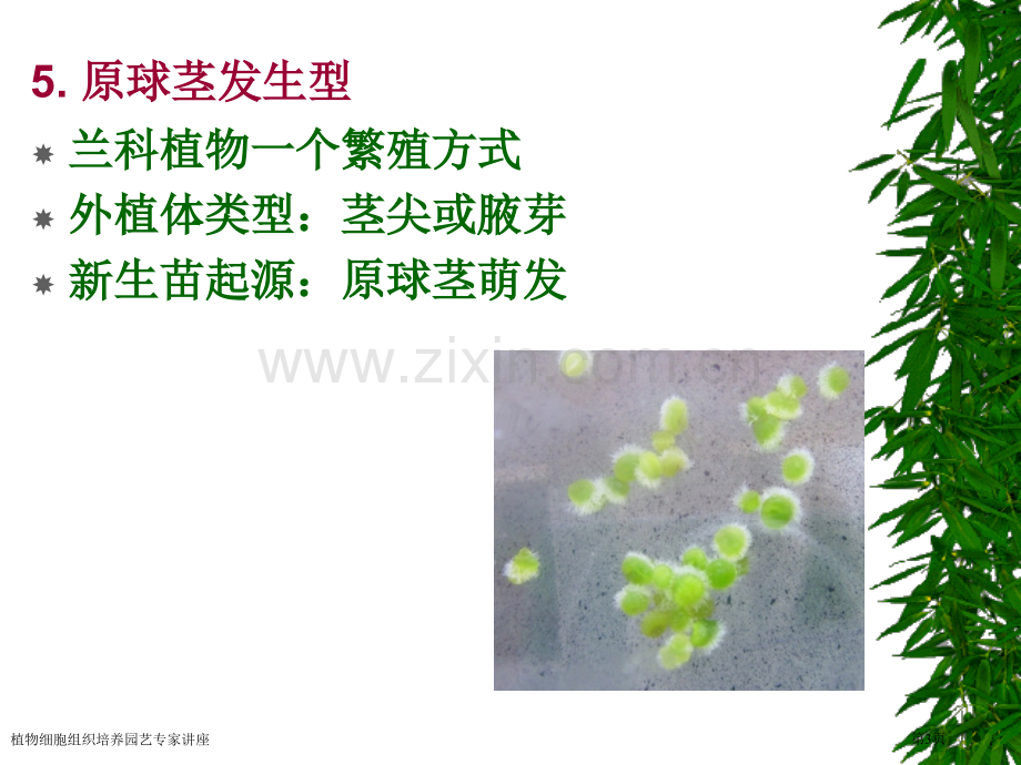 植物细胞组织培养园艺专家讲座.pptx_第3页