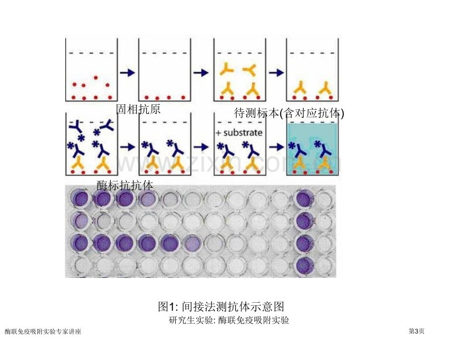 酶联免疫吸附实验专家讲座.pptx_第3页