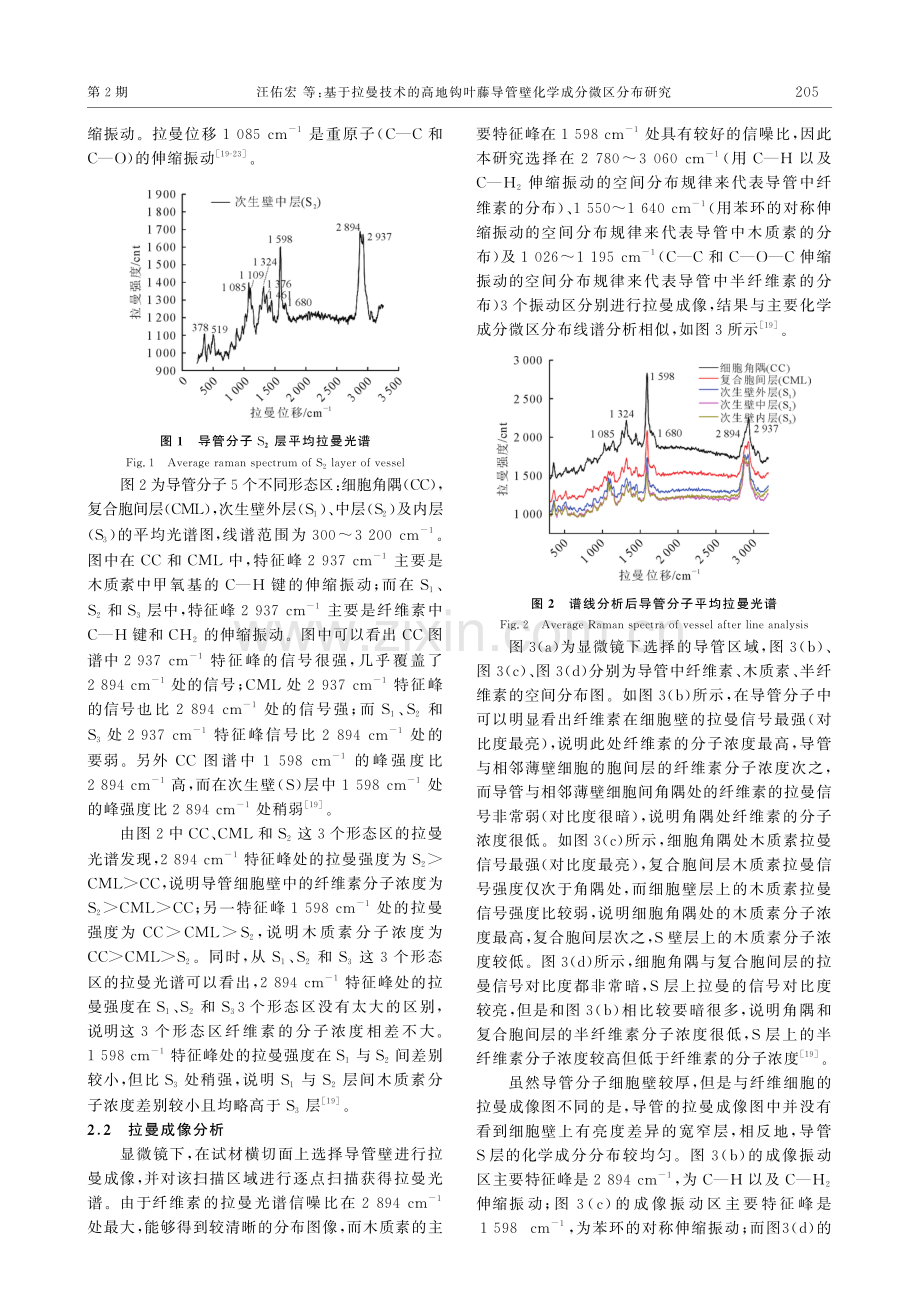 基于拉曼技术的高地钩叶藤导管壁化学成分微区分布研究.pdf_第3页