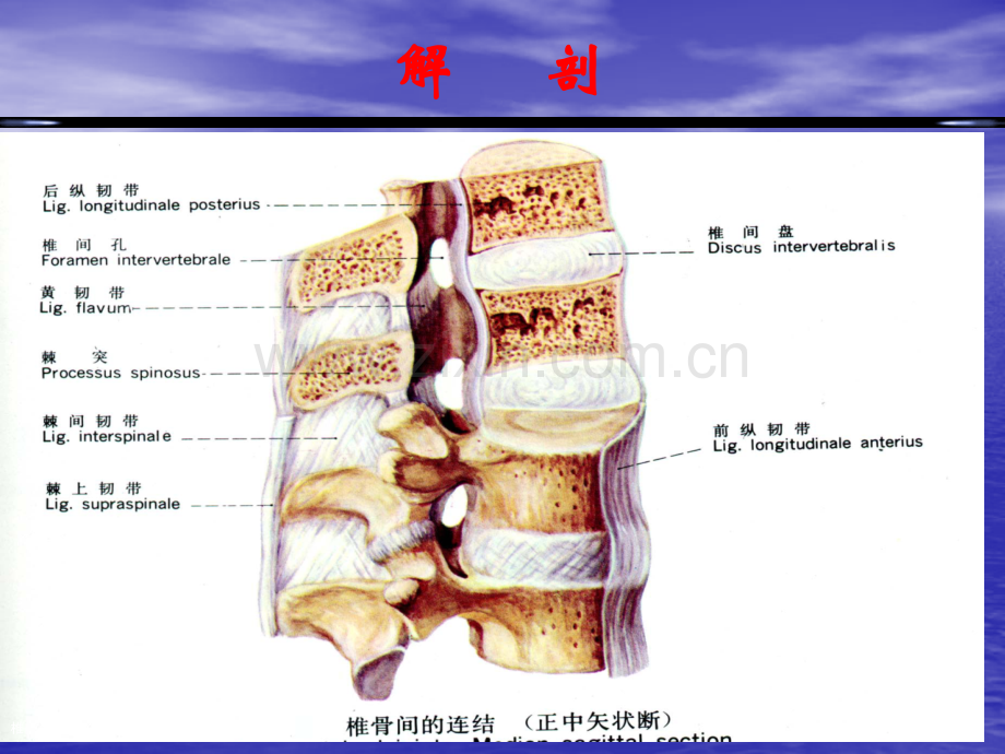 椎间盘突出的影像学表现.pptx_第3页