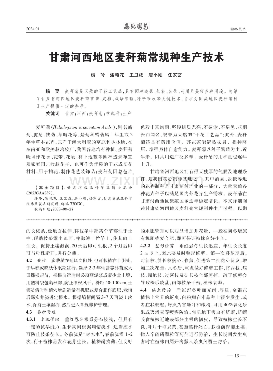 甘肃河西地区麦秆菊常规种生产技术.pdf_第1页