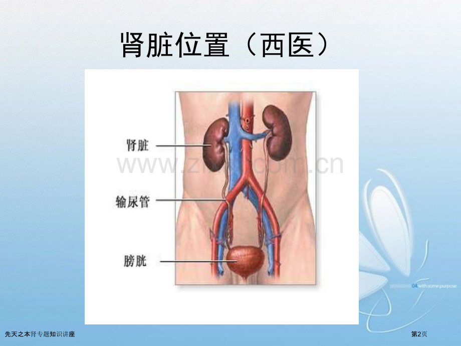 先天之本肾专题知识讲座.pptx_第2页