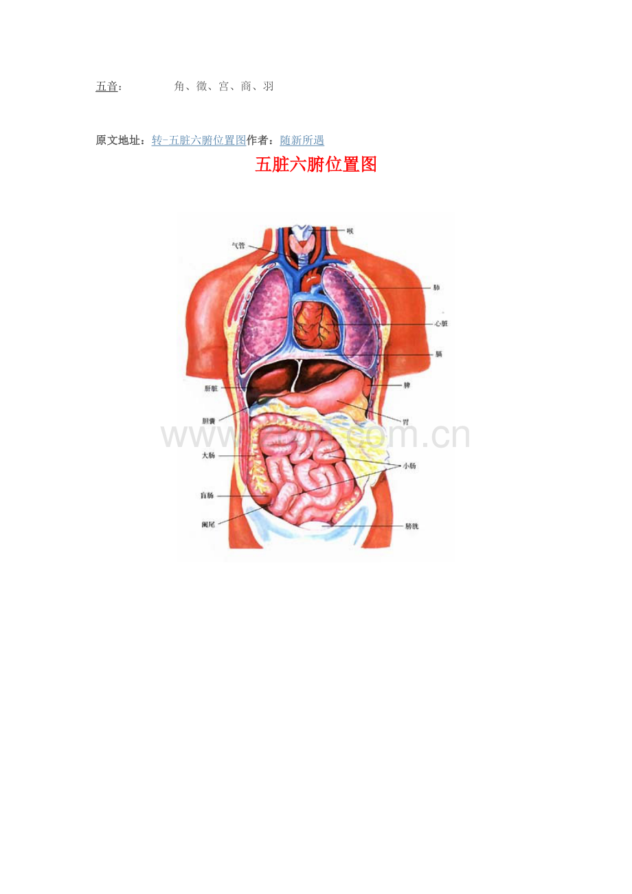 阴阳图五脏六腑位置图.doc_第3页