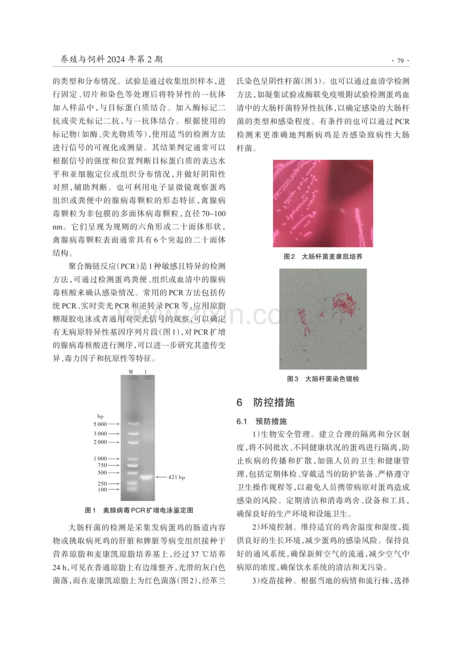 蛋鸡禽腺病毒与大肠杆菌混合感染的诊治.pdf_第3页