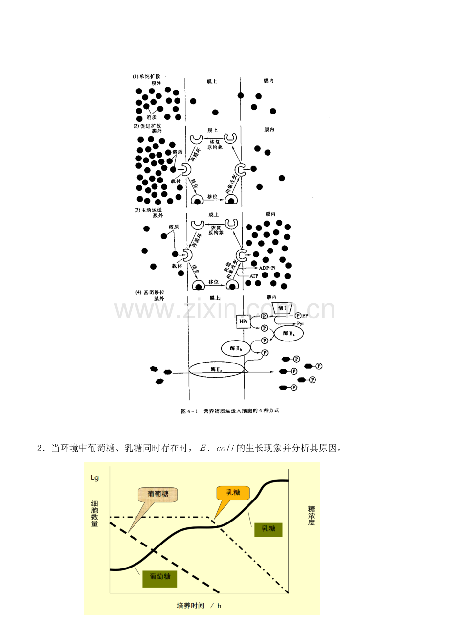 食品微生物学第1阶段练习题及答案.doc_第2页