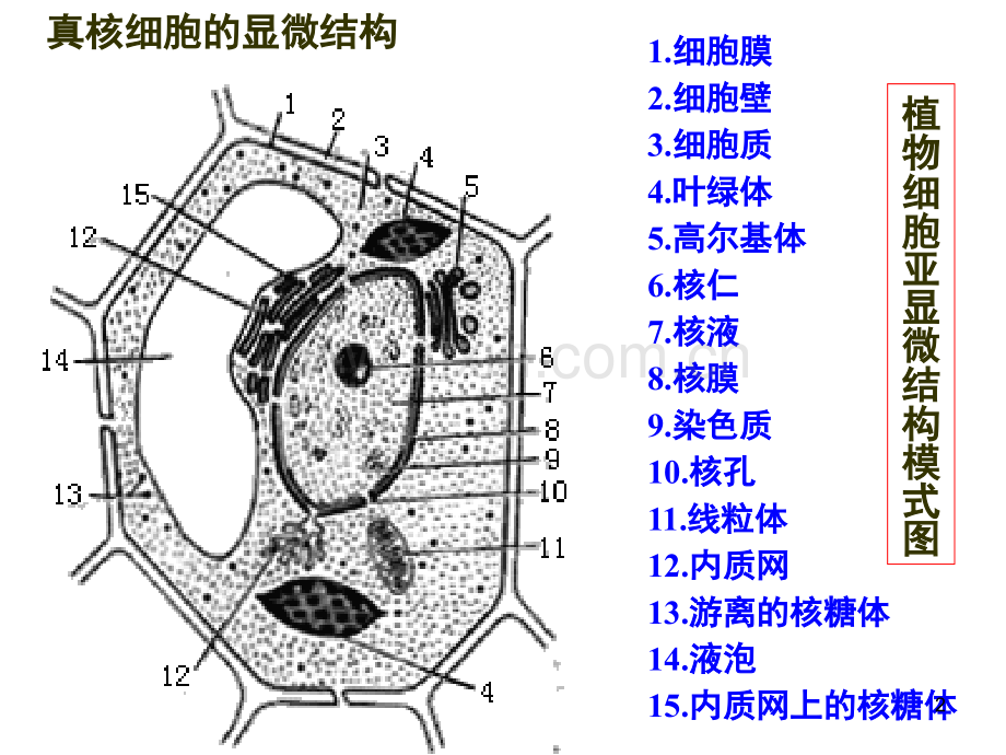 高中生物细胞结构功能图(课堂PPT).ppt_第2页