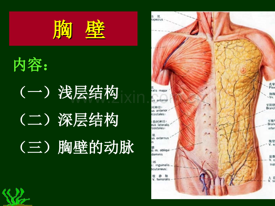 胸部解剖+图谱课件.ppt_第3页