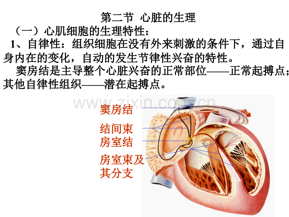 生理学-循环系统.ppt幻灯片.ppt_第2页