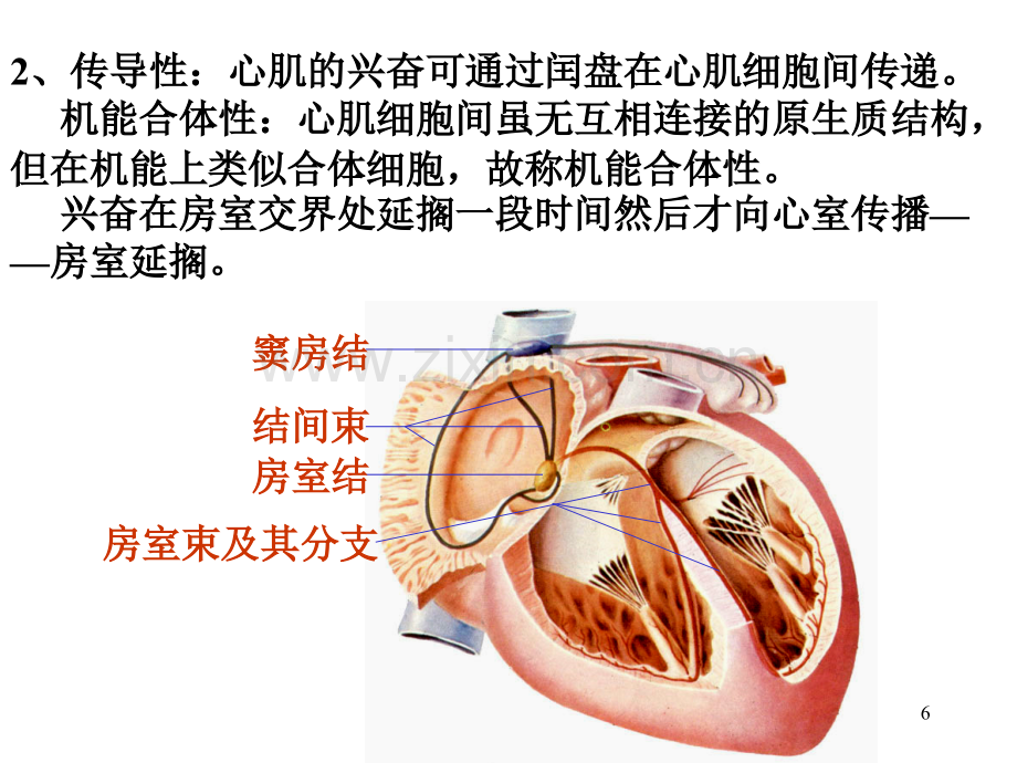 生理学-循环系统.ppt幻灯片.ppt_第3页