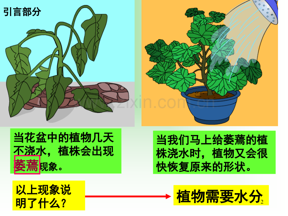 植物对水分的吸收运输利用和散失.ppt_第2页