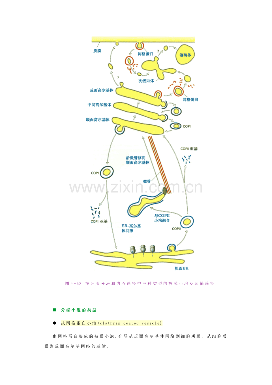 细胞生物学小泡运输的分子机理.doc_第2页