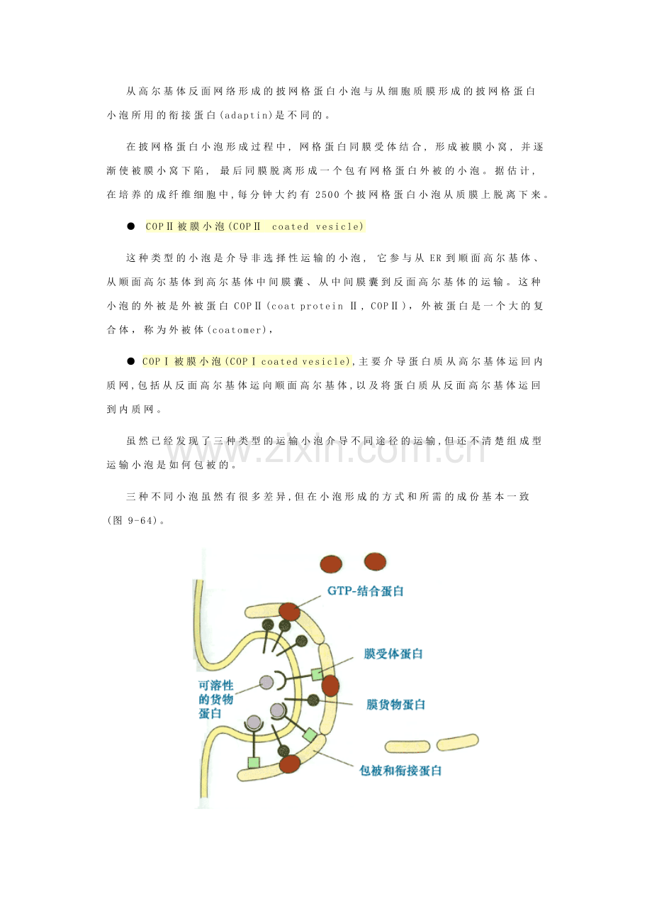 细胞生物学小泡运输的分子机理.doc_第3页