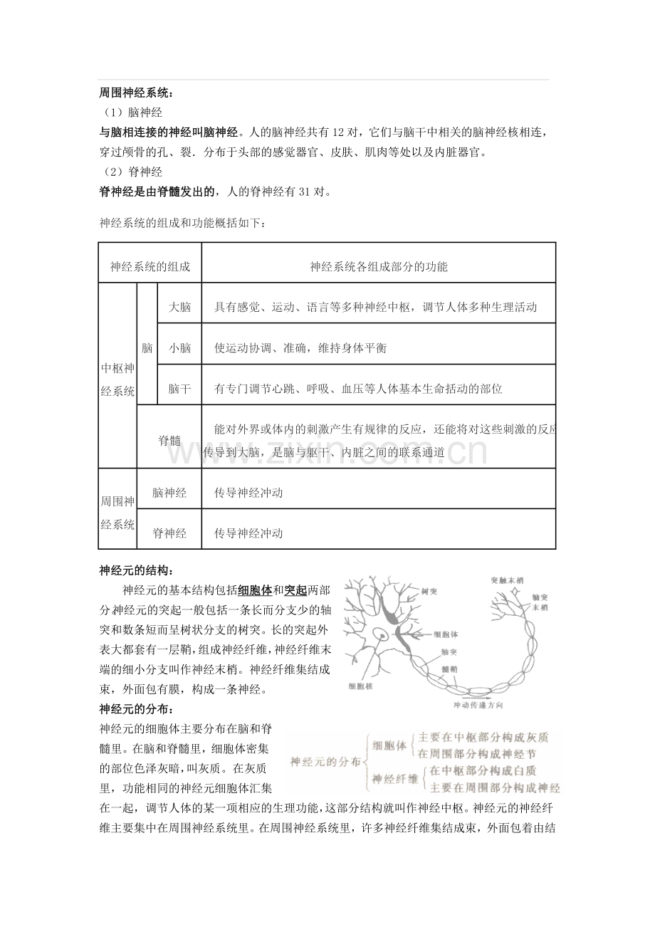 神经系统的组成和功能.doc_第3页