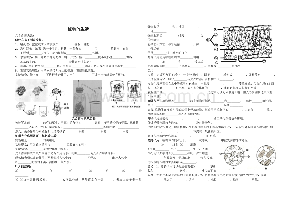 植物的生活.doc_第2页