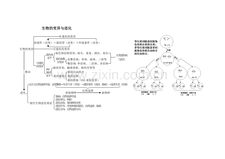 生物的必修2思维导图.doc_第3页