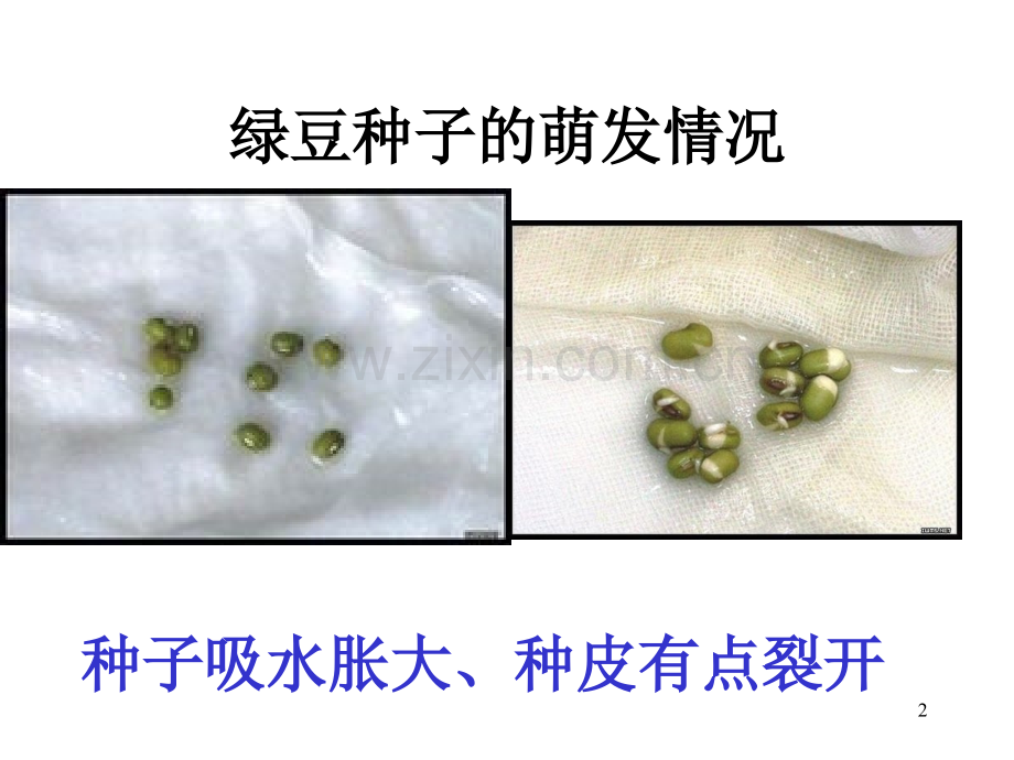 植物传后代.ppt_第2页