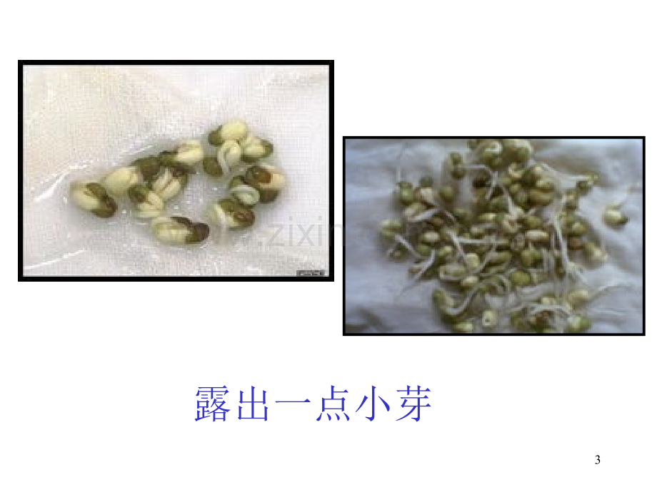 植物传后代.ppt_第3页