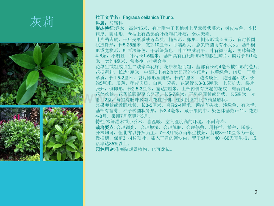 植物介绍PPT.ppt_第3页