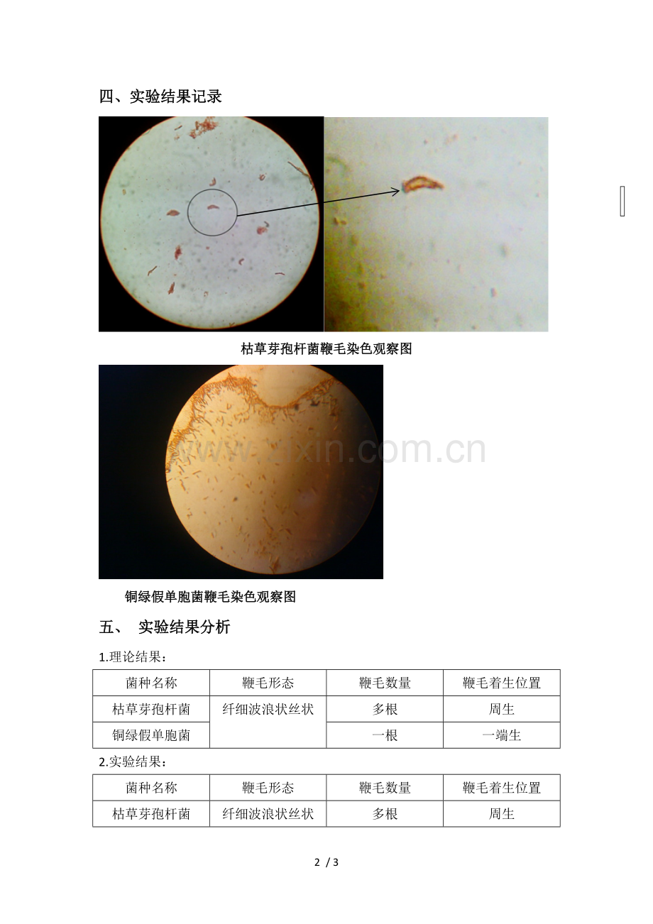 细菌鞭毛染色.doc_第2页