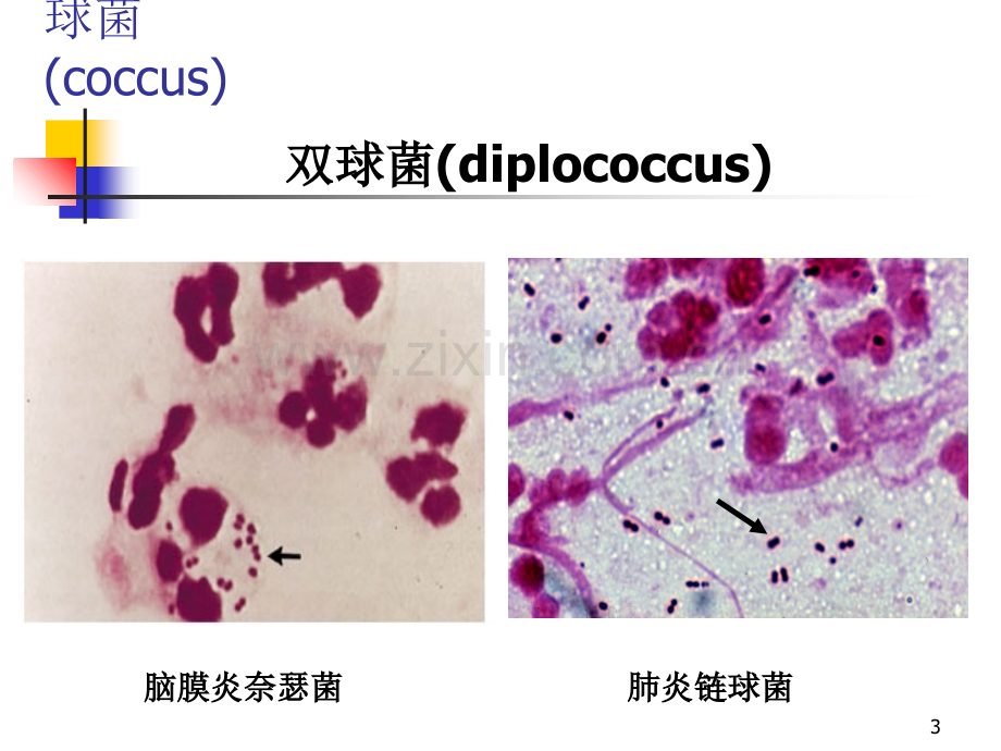 细菌形态结构特点.ppt_第3页