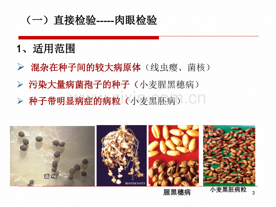 植物病害检疫检验技术真菌课件.ppt_第3页