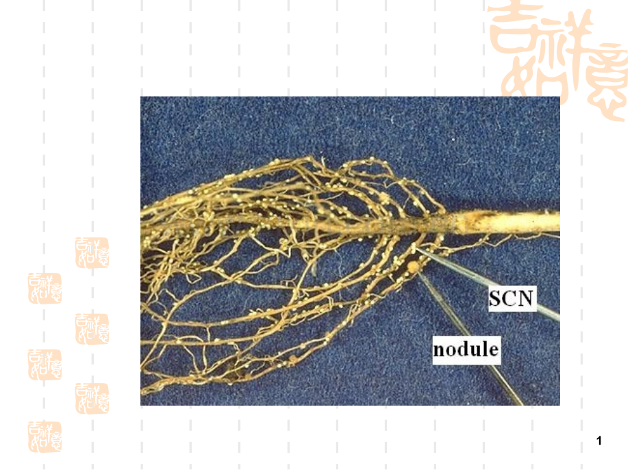 植物病害的诊断与防治.ppt_第1页