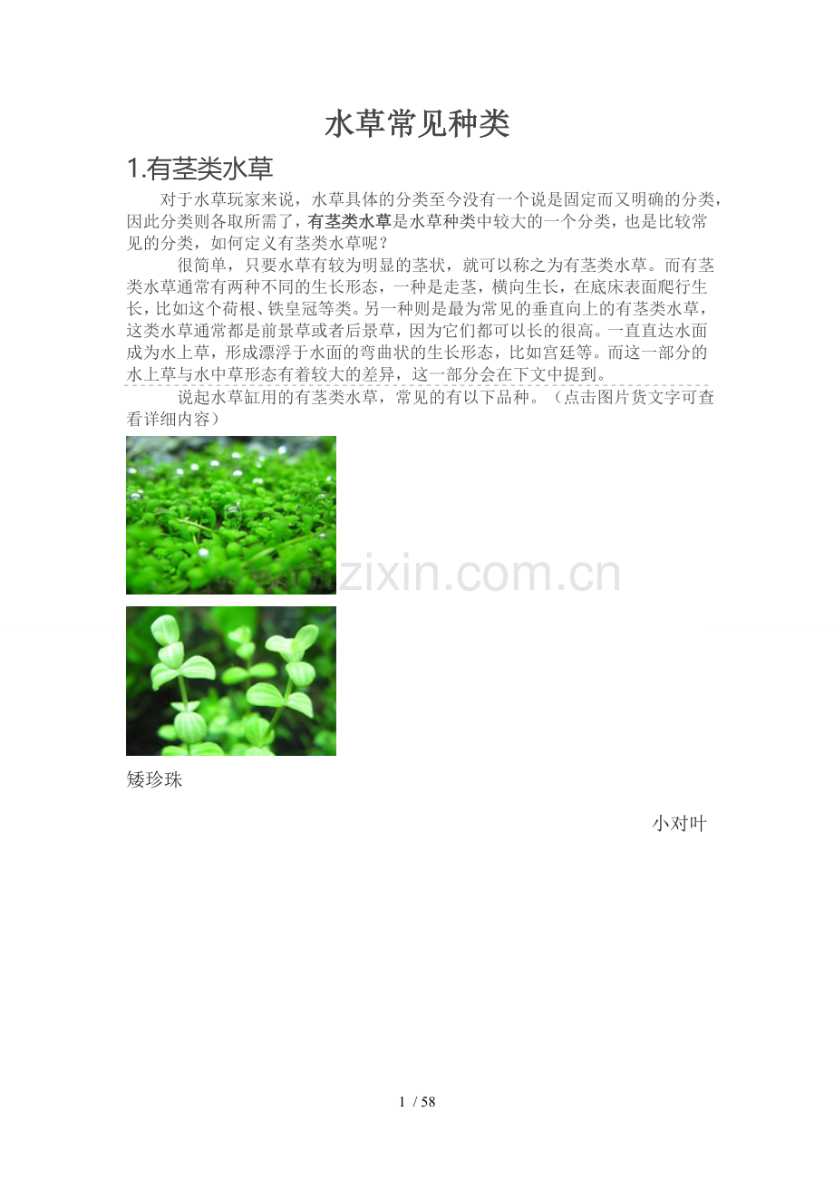 草缸新手之水草常见种类.doc_第1页