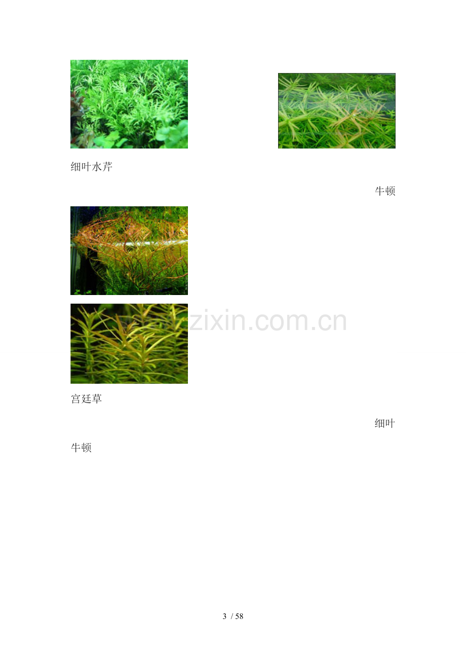 草缸新手之水草常见种类.doc_第3页