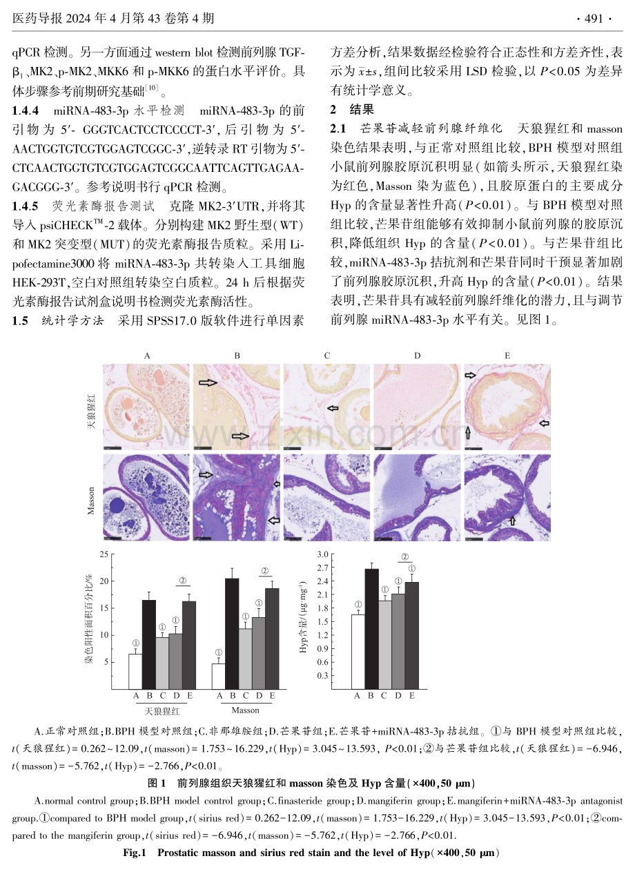 芒果苷通过调节miRNA-483-3p减轻良性前列腺增生腺体纤维化.pdf_第3页