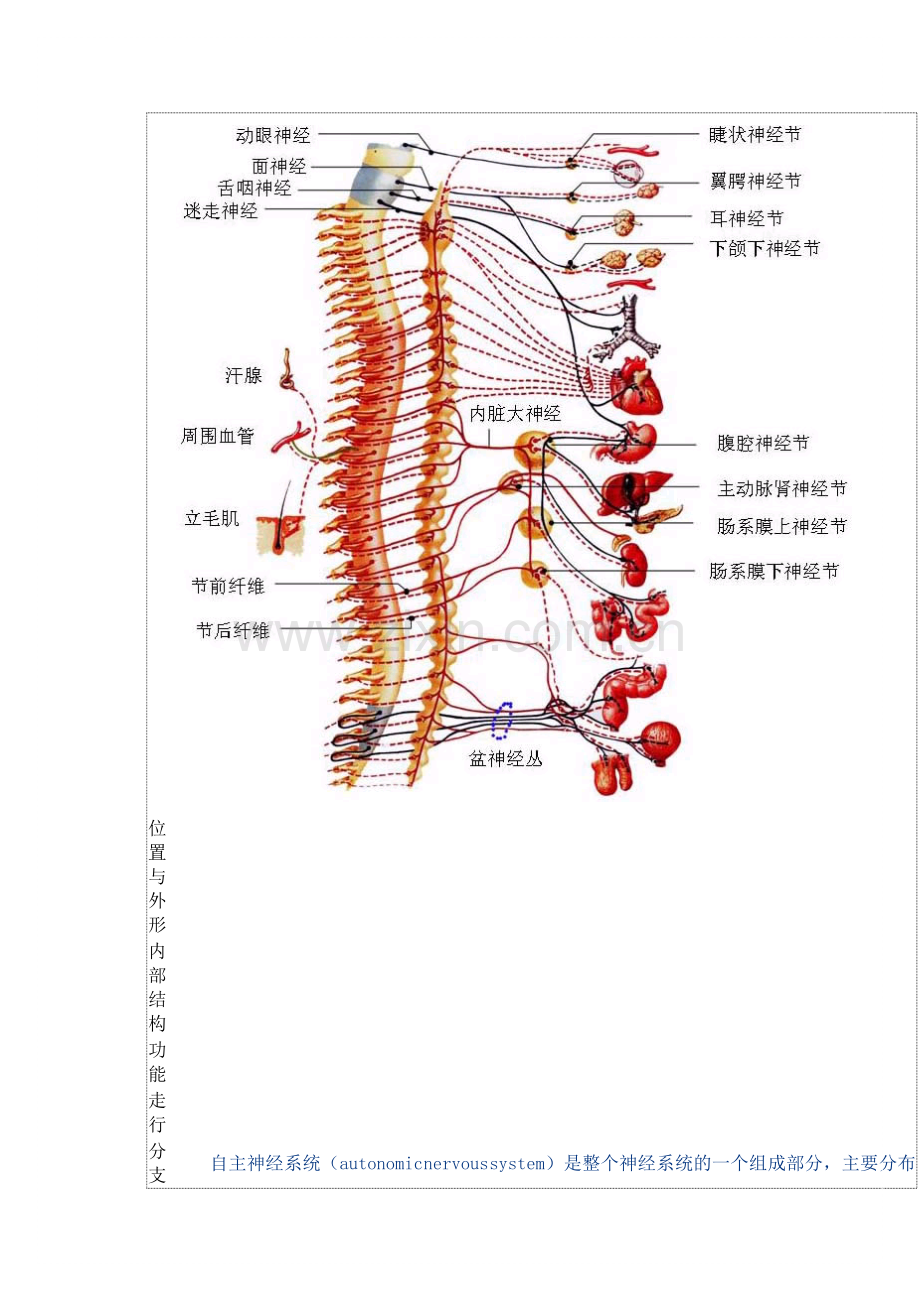 自主神经系统.doc_第2页